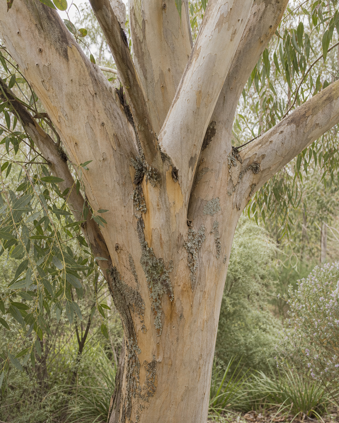 The textured trunk and branching structure of a mature eucalyptus tree