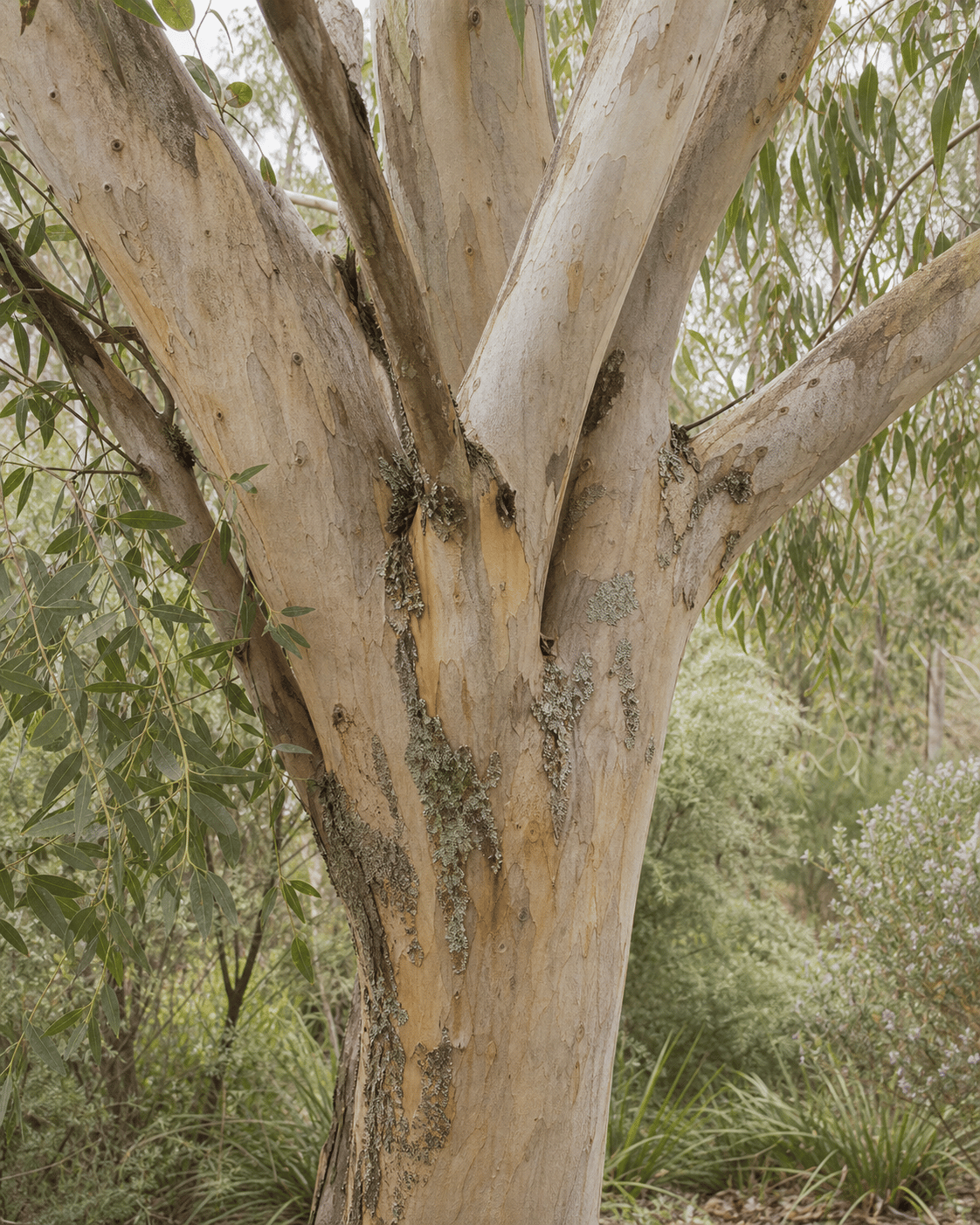 The textured trunk and branching structure of a mature eucalyptus tree